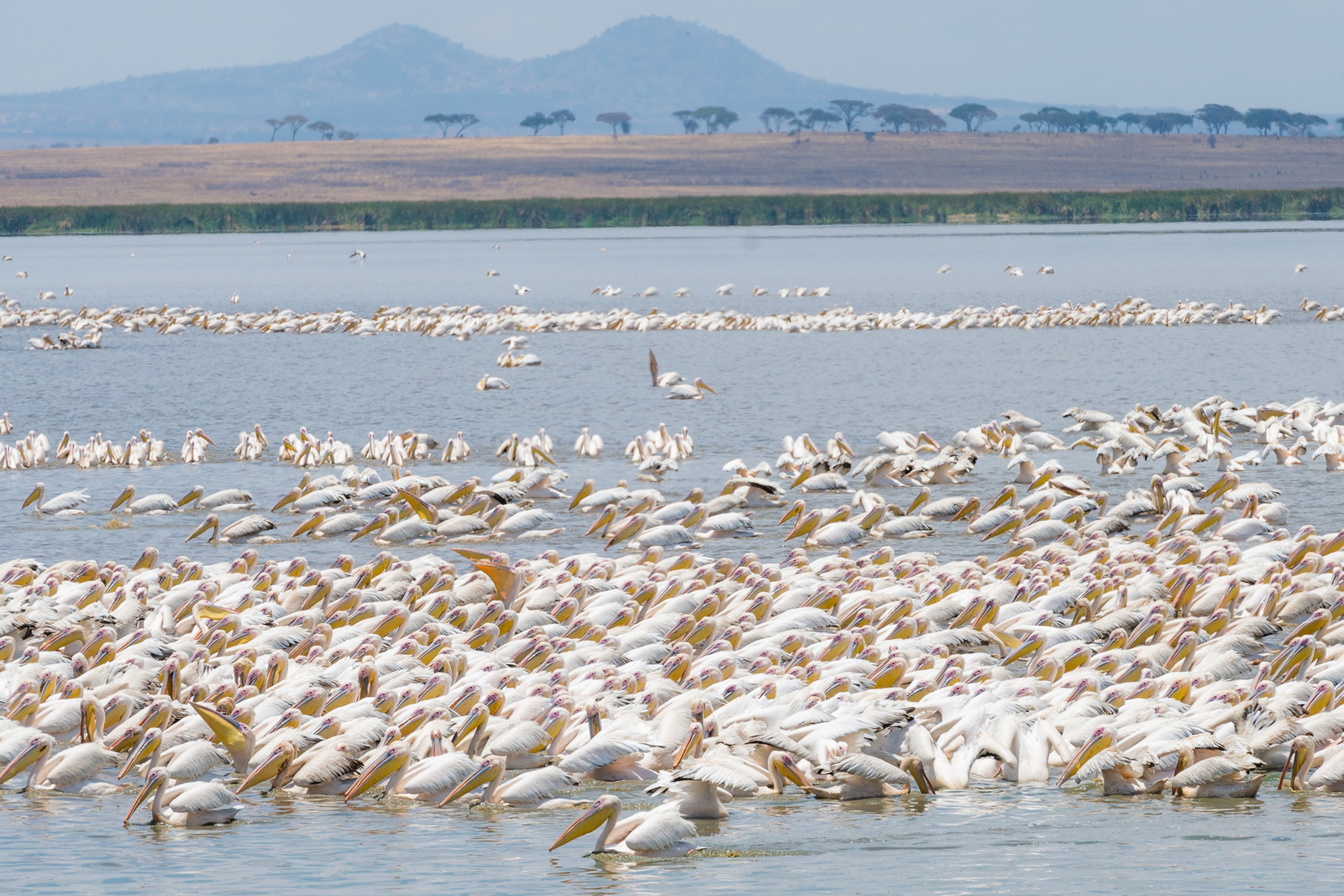 Olkeri Camp Olkeri Camp: Pelikane beim Fischen