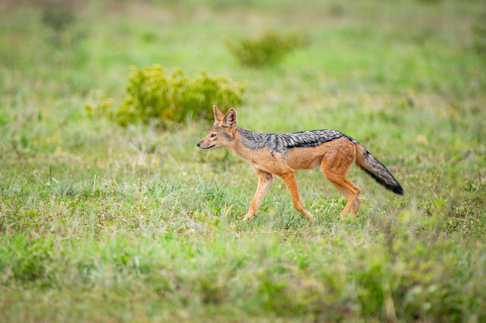Olkeri Camp Olkeri Camp: Schabrackenschakal