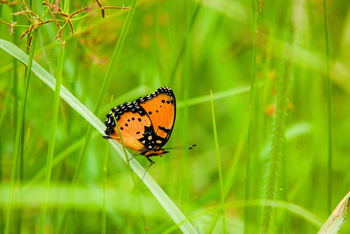 Olkeri Camp: Schmetterling