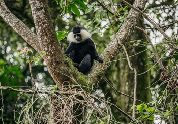 One and Only Nyungwe House: Monkey Trekking