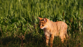 Reni Pani Jungle Lodge: Dschungelkatze