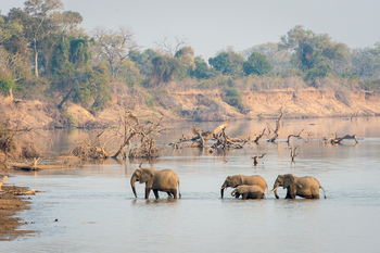Robin Pope Safaris Robin Pope Safaris: Elefanten im Luangwa