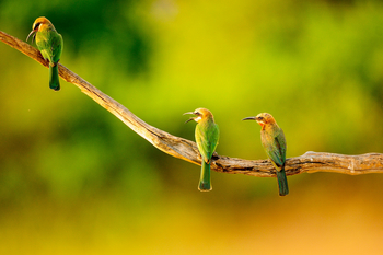 Royal Zambezi Lodge: White fronted bee eater