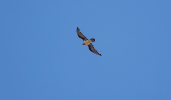 Rumbak Lodge: Bartgeier