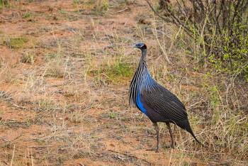Saruni Samburu: Geierperlhuhn