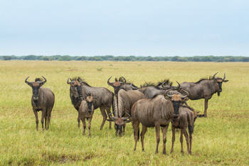 Savute Safari Lodge: Gnus