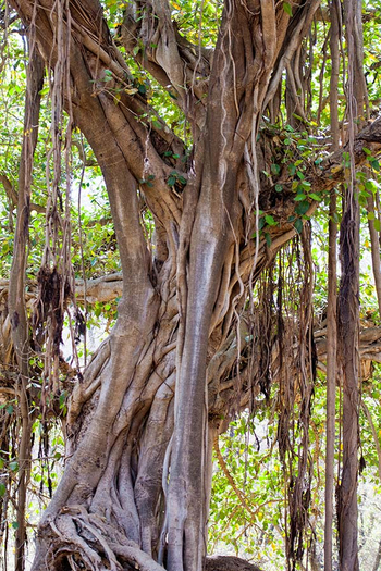 Sawai Vilas: Banyanranken