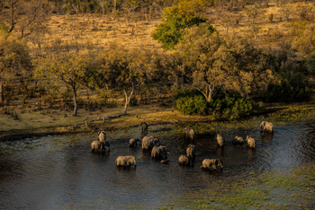 Selinda Explorers Camp Selinda Explorers Camp: Badende Elefanten