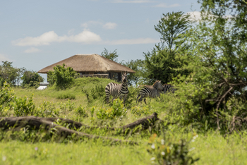 Serengeti Mara River Camp: Zebras im Camp