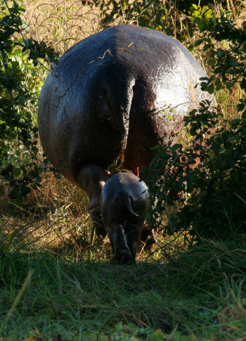Shenton Safaris Shenton Safaris: Wild Dog Lagoon Hide