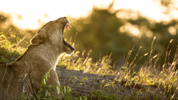 Singita Sweni Lodge: Gähnende Löwin