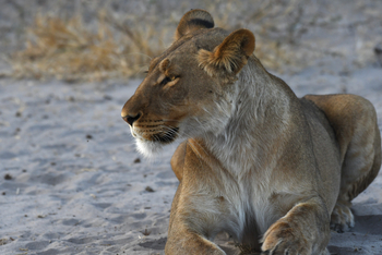 The Dune Camp: Löwin