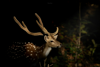 The Oberoi Vindhyavilas Wildlife Resort: Spotted Deer
