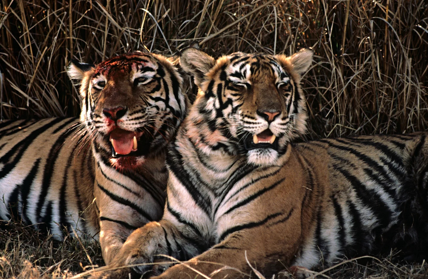 Tiger in Ranthambore National Park