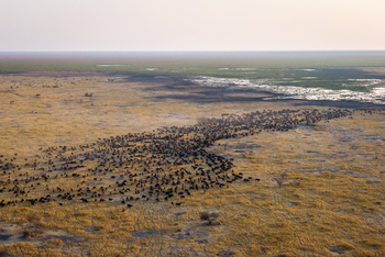 Wilderness Mokete Camp: Büffelherde am Mababe-Sumpf