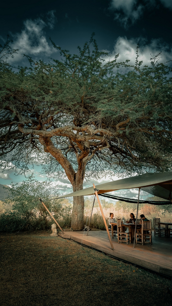 Asanja Moru: Maulbeerbaum Am Camp