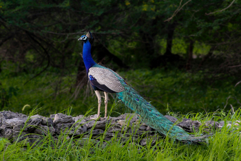 Asiatic Lion Lodge Asiatic Lion Lodge: Männlicher Pfau