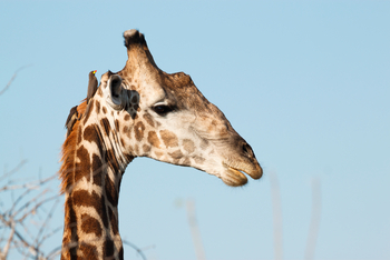 Belmond Savute Elephant Lodge Belmond Savute Elephant Lodge: Giraffe mit Oxpecker