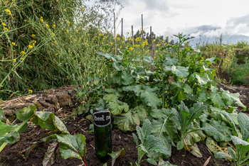 Bisate Lodge: Rote Beete