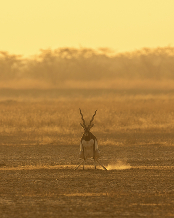 Blackbuck Safari Lodge: Männlicher Blackbuck