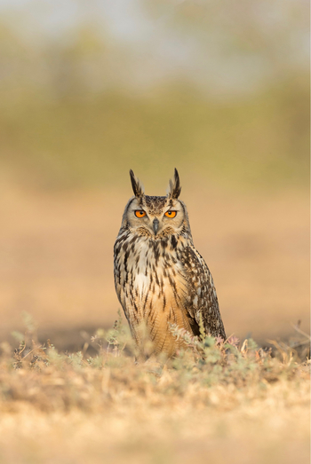 Blackbuck Safari Lodge: Rock Eagle Owl