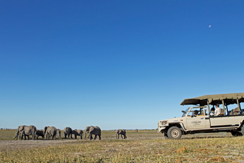 Chobe Game Lodge: Elefantenbegegnung