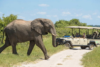 Chobe Game Lodge: Querender Elefant
