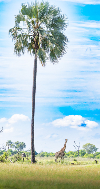 Daunara Safari Camp: Palme und Giraffe
