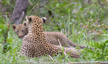 Dulini River: Leoparden im Gras
