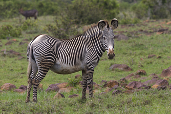Elewana Loisaba Tented Camp: Grevy's Zebra