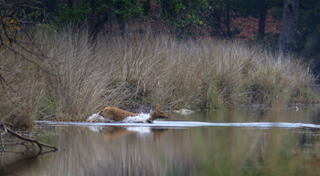 Flame of the Forest Safari Lodge: Barasingha im Wasser