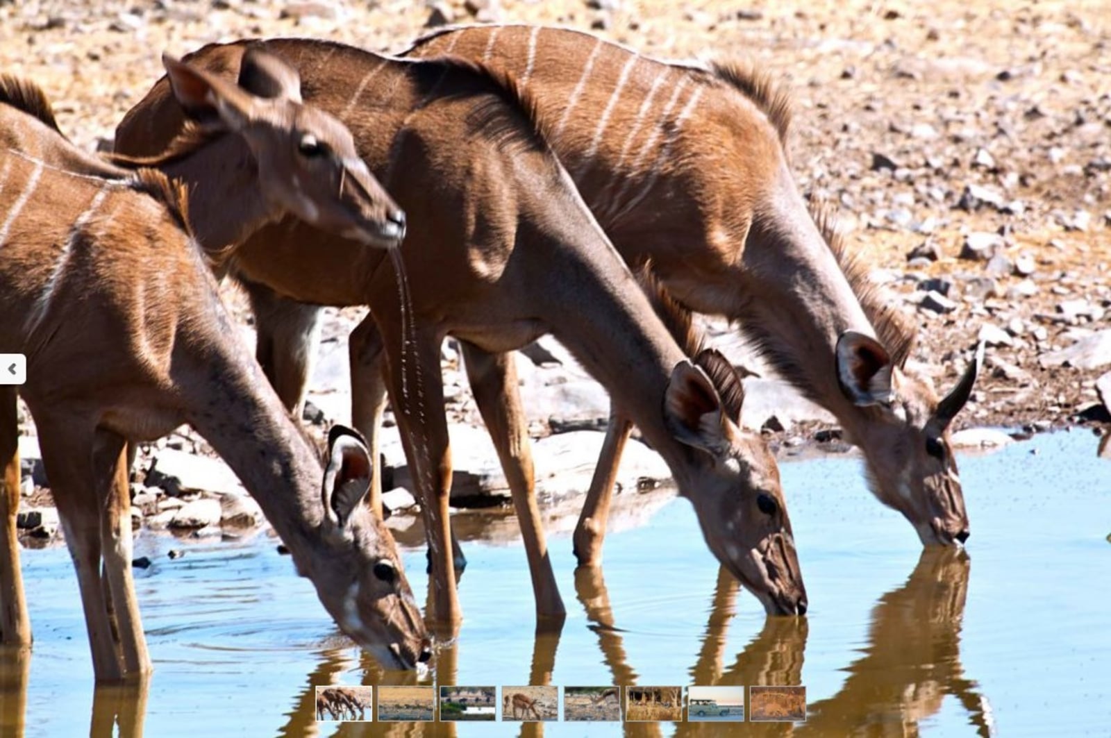 Halali Camp Halali Camp: Kudus