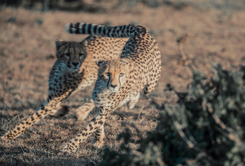 Hemingways Ol Seki Mara: Geparden bei der Jagd