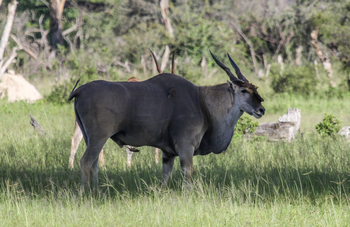 Imvelo Safaris Imvelo Safaris: Eland mit Oxpecker am Bauch im Schatten