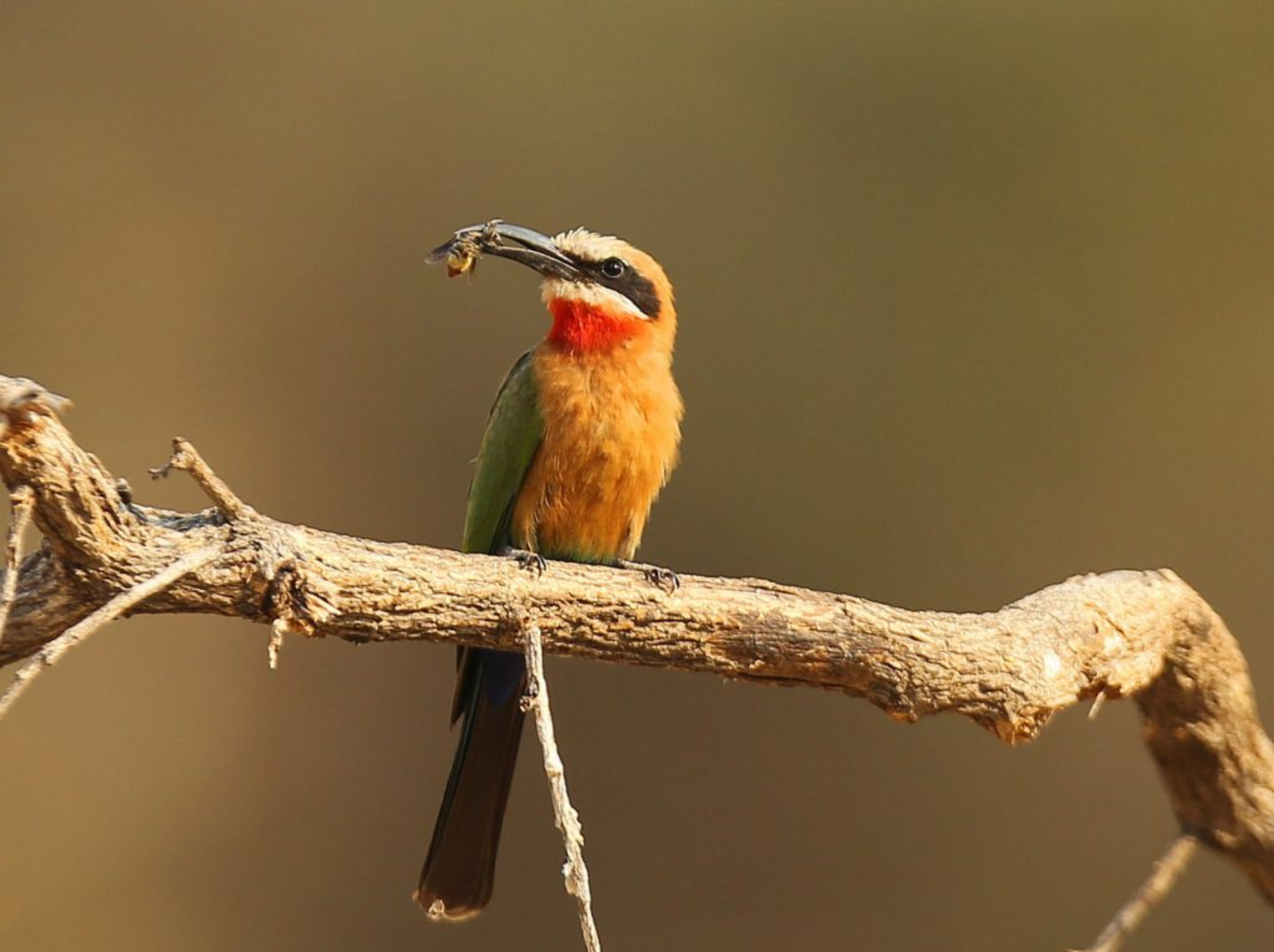 Kavinga Safari Camp Kavinga Safari Camp: White-Fronted Bee Eater