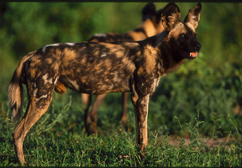 Kavinga Safari Camp: Wildhunde im Gras