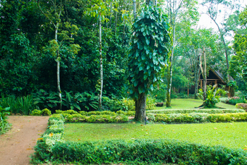 Kibale Forest Camp: Garten