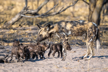 King's Pool Camp King's Pool Camp: Wildhundnachwuchs