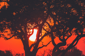 Lebala Camp Lebala Camp: Sonne zwischen Ästen