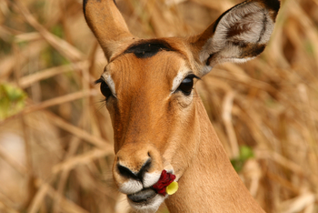 Legendary Mila Tented Camp: Impala