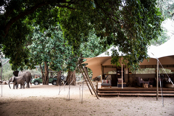 Little Ruckomechi Camp: Elefanten vor Camp