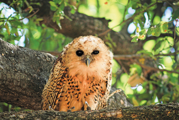 Moremi Game Reserve: Eule