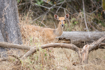 Mvuu Lodge: Riedbock