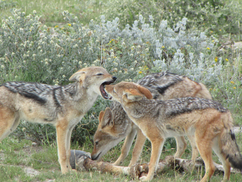 Namutoni Camp: Schakale