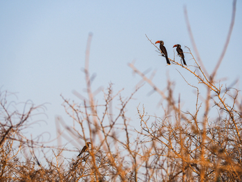 Nuarro Lodge: Hornbills