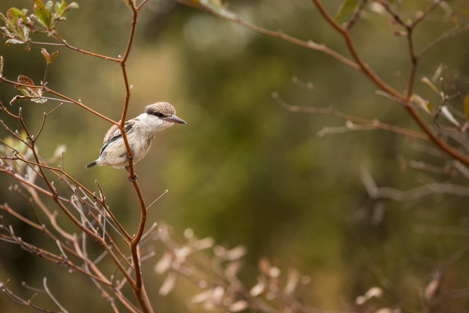 Okavango Explorers Camp Okavango Explorers Camp: Brown-hooded Kingfisher