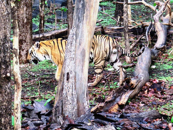 Pench Jungle Camp: Tiger hinter Baumstamm