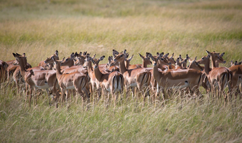 Rekero Camp: Impalas