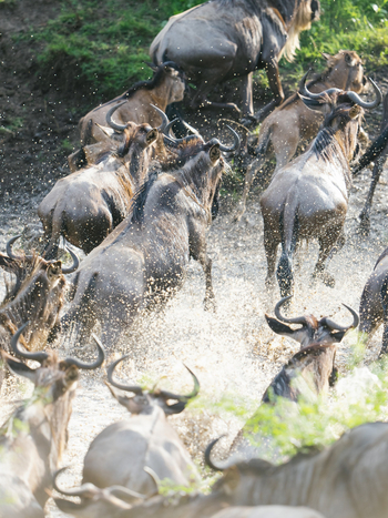 Roving Bushtops Camp: Gnus