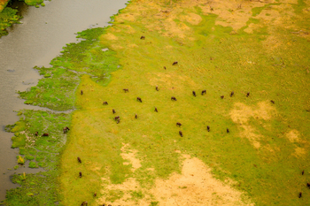 Royal Zambezi Lodge: Buffalo im Gras